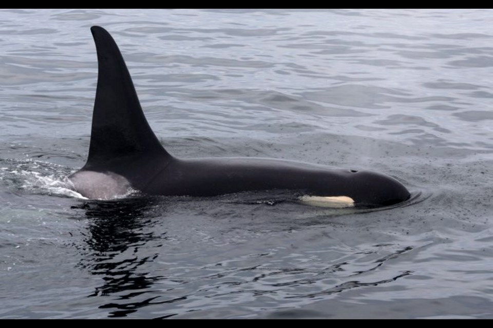 The pods of orcas off Vancouver Island attract tourists who come from around the world.