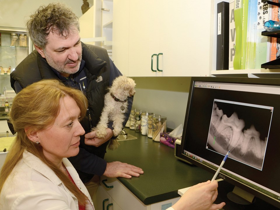 Dental care for dogs