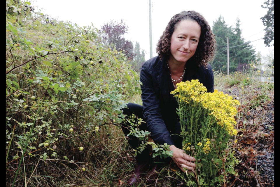 Rachelle McElroy, executive director of the Coastal Invasive Species Committee, identifies tansy ragwort - an invasive plant species that can kill horses and cattle in the 4400 block of Happy Valley Road in Sooke,