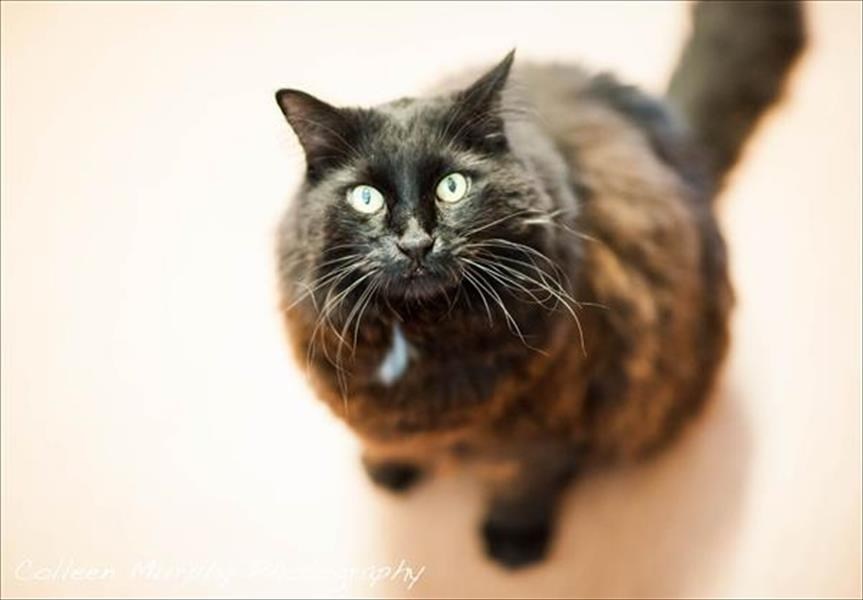 PETS 0615