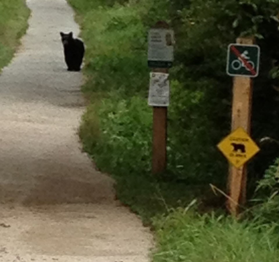 Bears Burnaby Lake