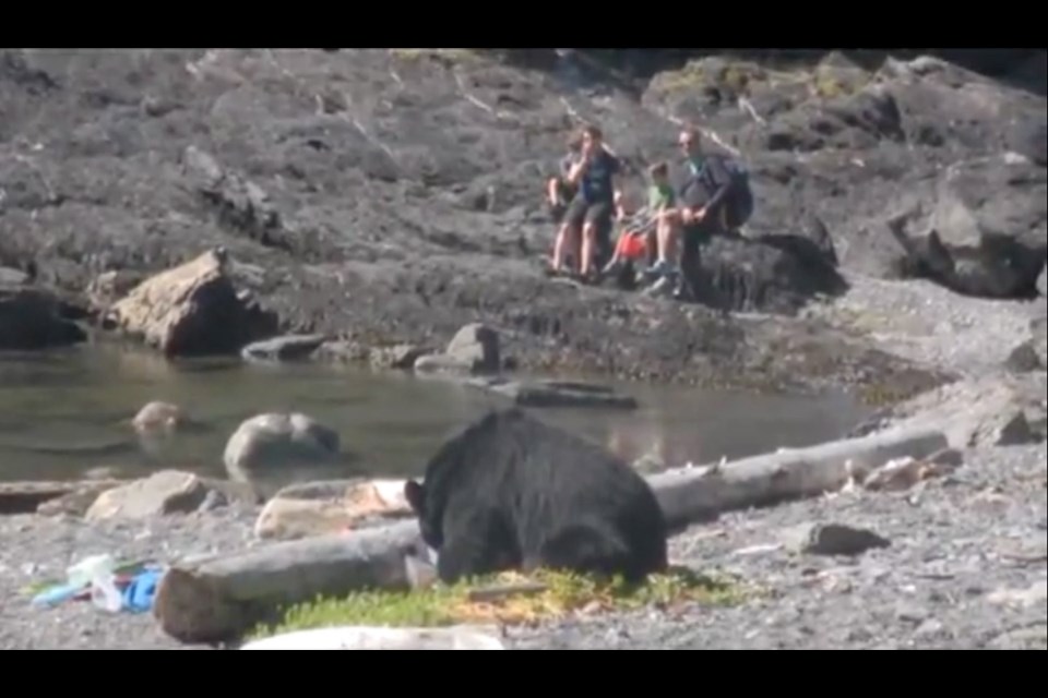 A black bear finishes off the Myhill-Jones family's lunch at Botanical Beach on Saturday.
