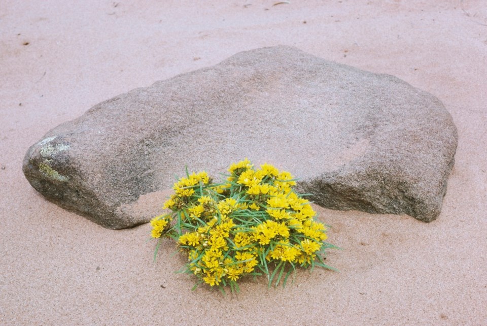 Flowers on a beach