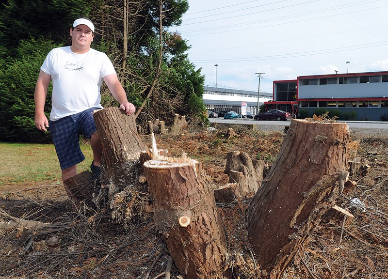Norgate trees cut