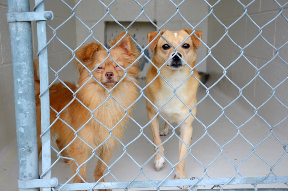 Shelter dogs