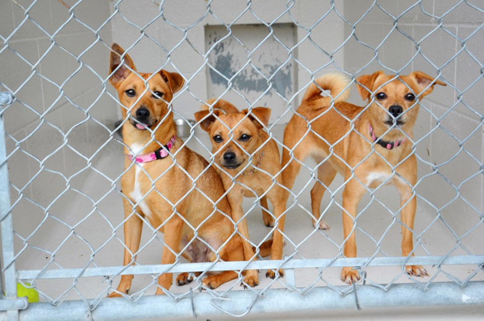 Shelter dogs