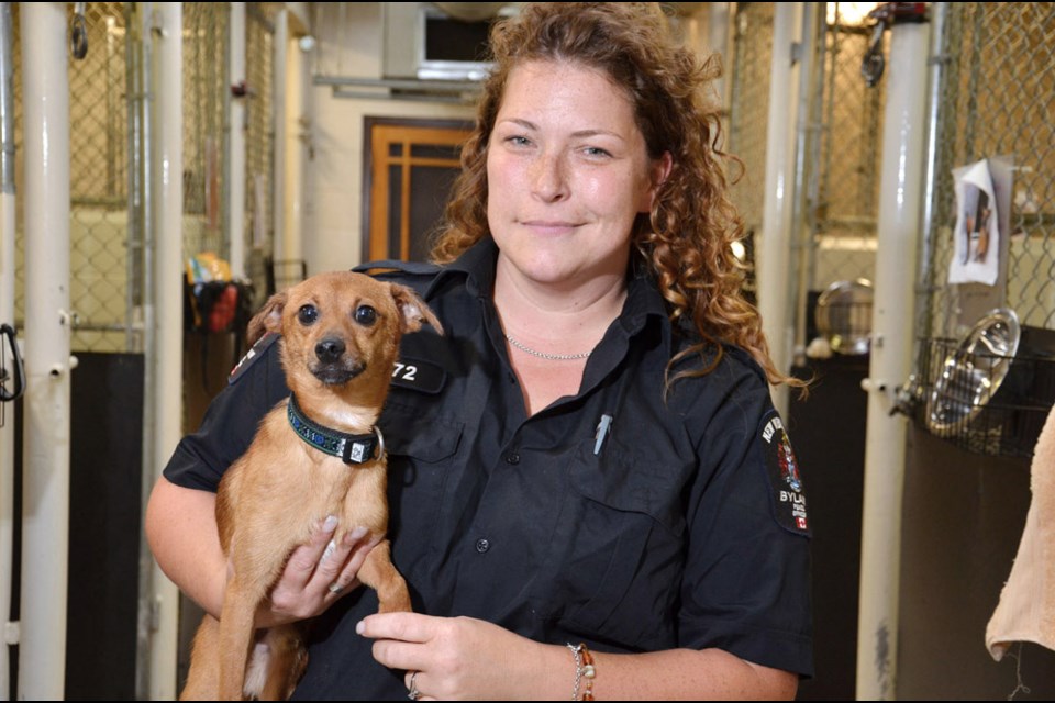 Looking for a home: Denise Beeder, an animal services officer at the New Westminster Animal Shelter, with one of the dogs abandoned at the shelter last Friday.