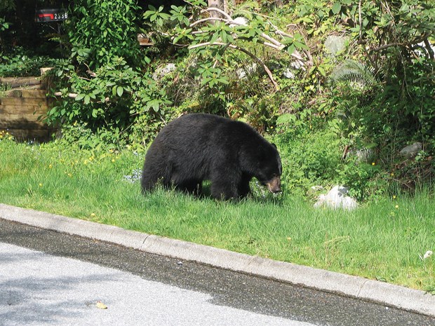 Black bear shot