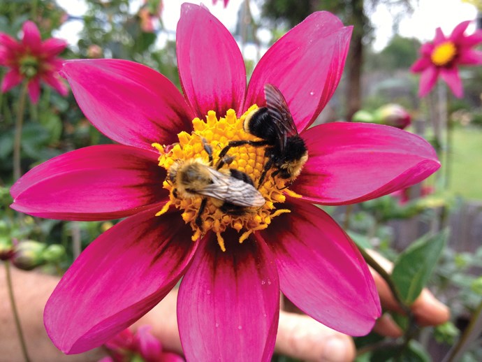 Busy bees gather pollen in Deb Brodie's garden.