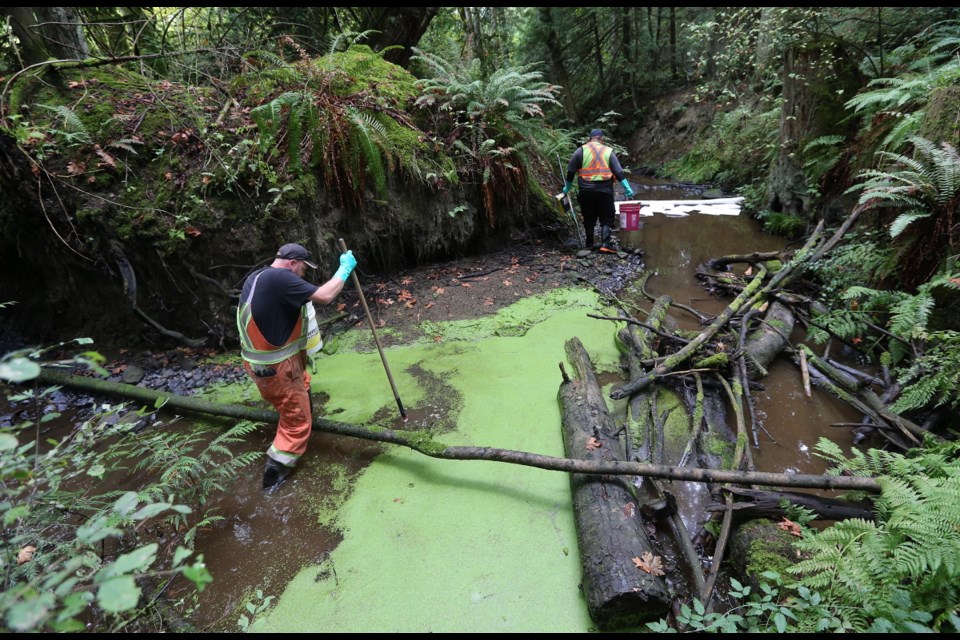 Workers clean up the unknown substance found Friday in Graham Creek, which runs through Centennial Park in Central Saanich.