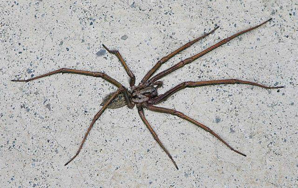 Spider, European house.jpg