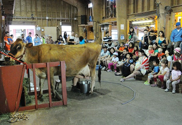 Visitors get a first look at where their coffee cream comes from at a milking demonstration at Maplewood Farm. The farm is looking for financial support to make it a top tourist destination in the Lower Mainland.