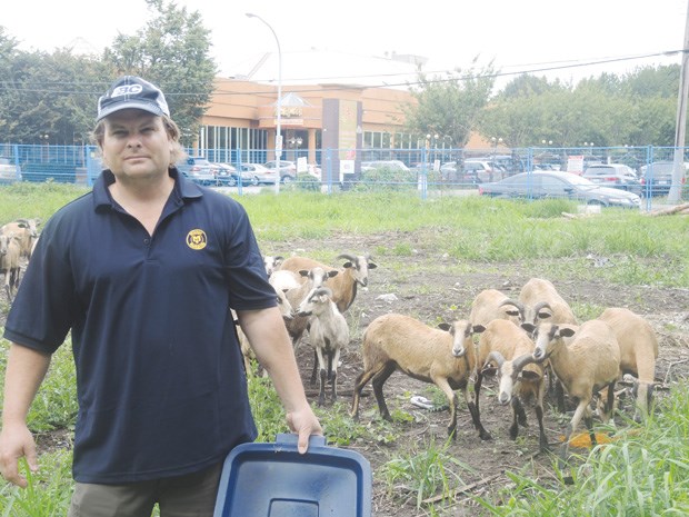 Sheep