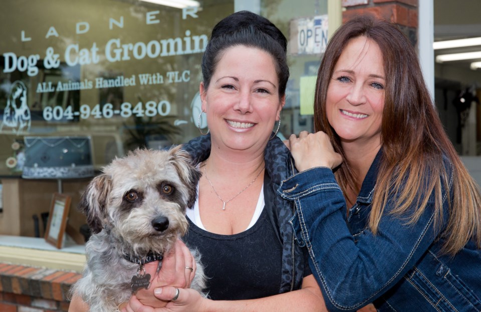 ladner dog & at grooming