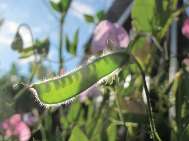 seed pod