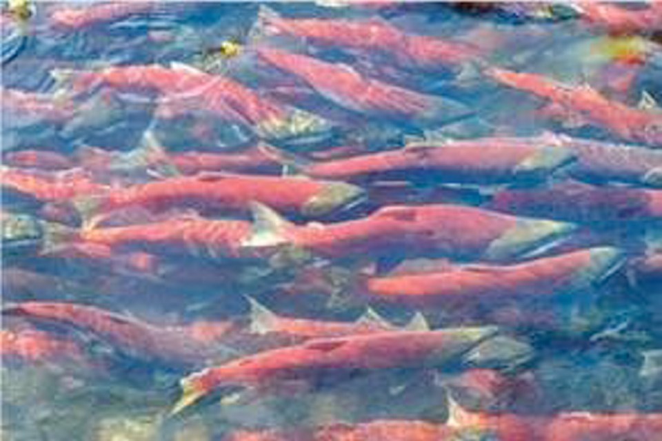 adams salmon.jpg