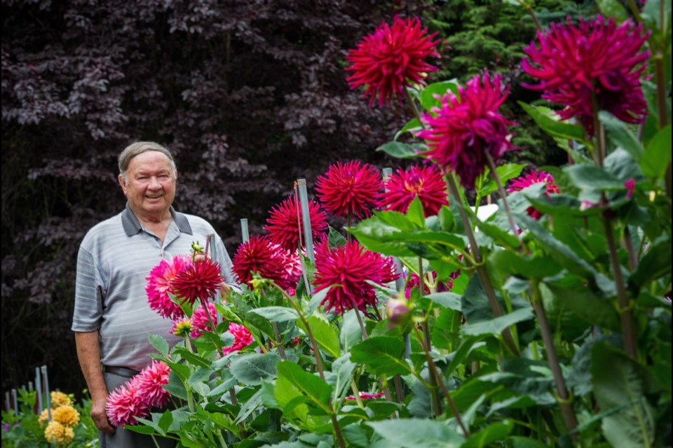 Gordon Stach grows dahlias with plans to enter the best of the blooms in dahlia shows around the Lower Mainland and Nanaimo.