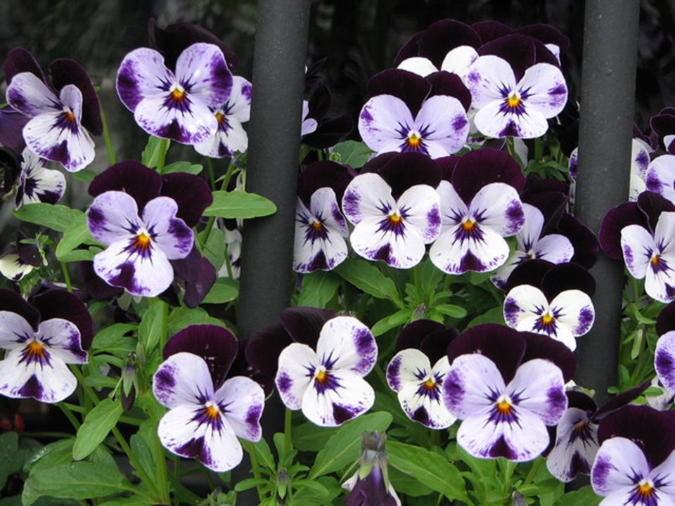 Violas
