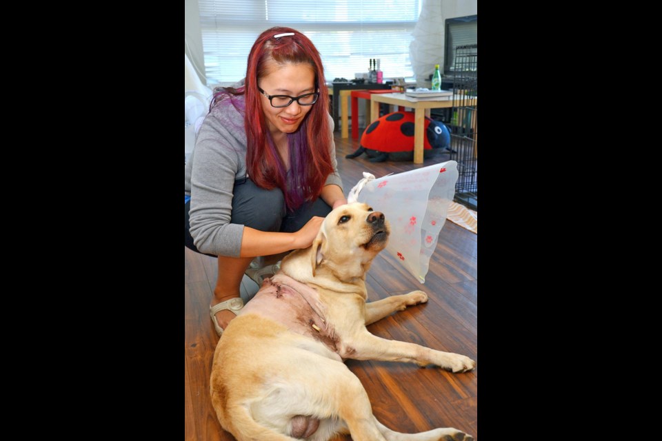Wounded: Sheila Li with her yellow lab, Nero, who was injured by a protruding bolt at the Agnes Street dog park. The city has fixed the problem bolt and is offering to pay the veterinarian costs.