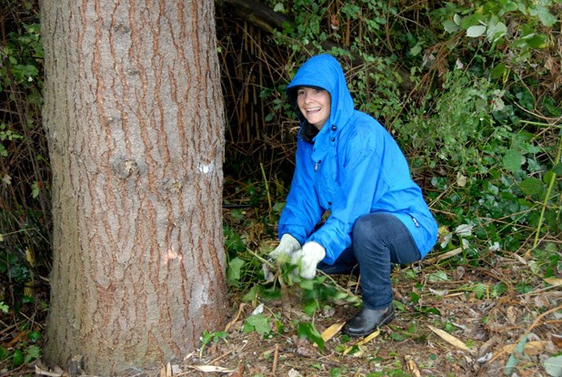 Plant removal: Laurel Wright removes evasive plants that were pulled during the 2013 shoreline cleanup of in Queensborough. The cleanup of the Fraser River shoreline was the kickoff for RiverFest, which takes place this weekend at Westminster Quay.