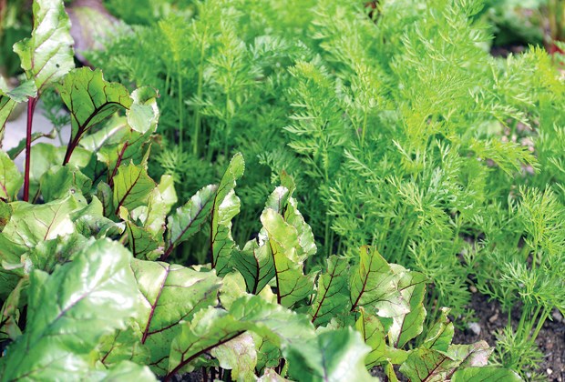 fall gardening