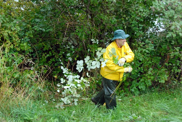 New Westminster Environmental Partners member (and now councillor) Patrick Johnstone helped remove invasive plants from Queensborough during a the 2014 shoreline cleanup in Queensborough. This year's event is set for Sunday, Sept. 18.