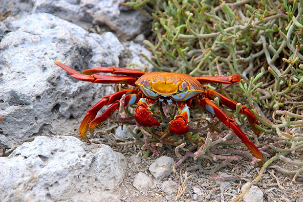 Sally lightfoot crab