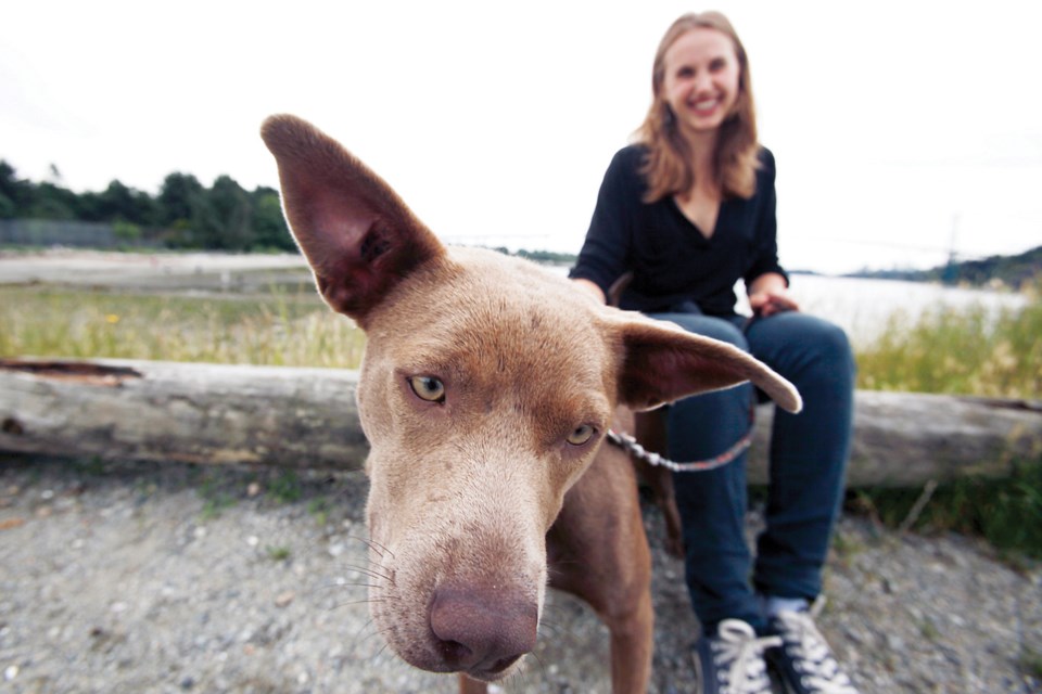 pet pause mocha