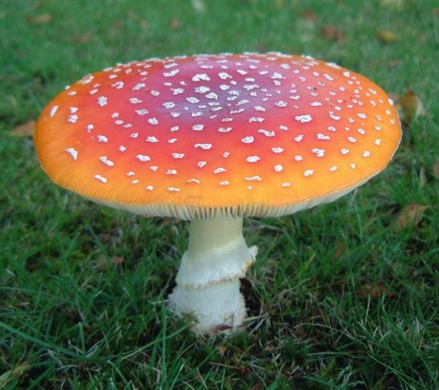 One of the most toxic types of mushrooms - Amanita - is also one of the most appealing to children.