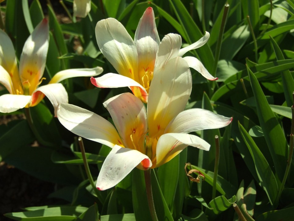 Kaufmannia tulips