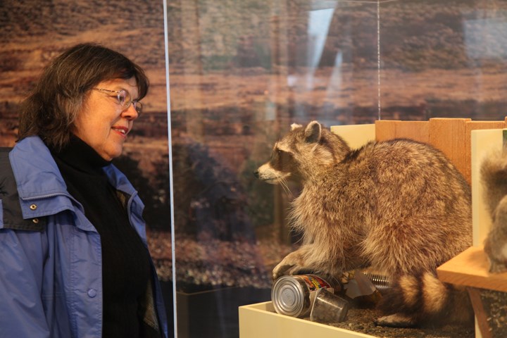He doesn’t bite: Joann Heringer looks at a raccoon that’s part of one of the new exhibits on the second floor at Fraser River Discovery Centre.