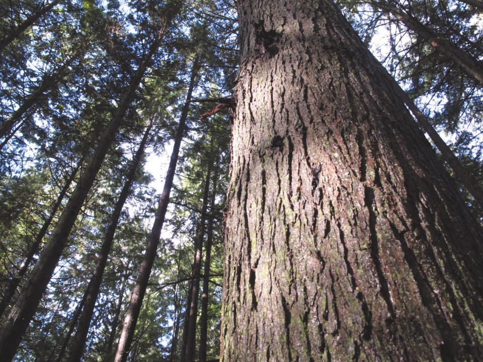 tall trees
