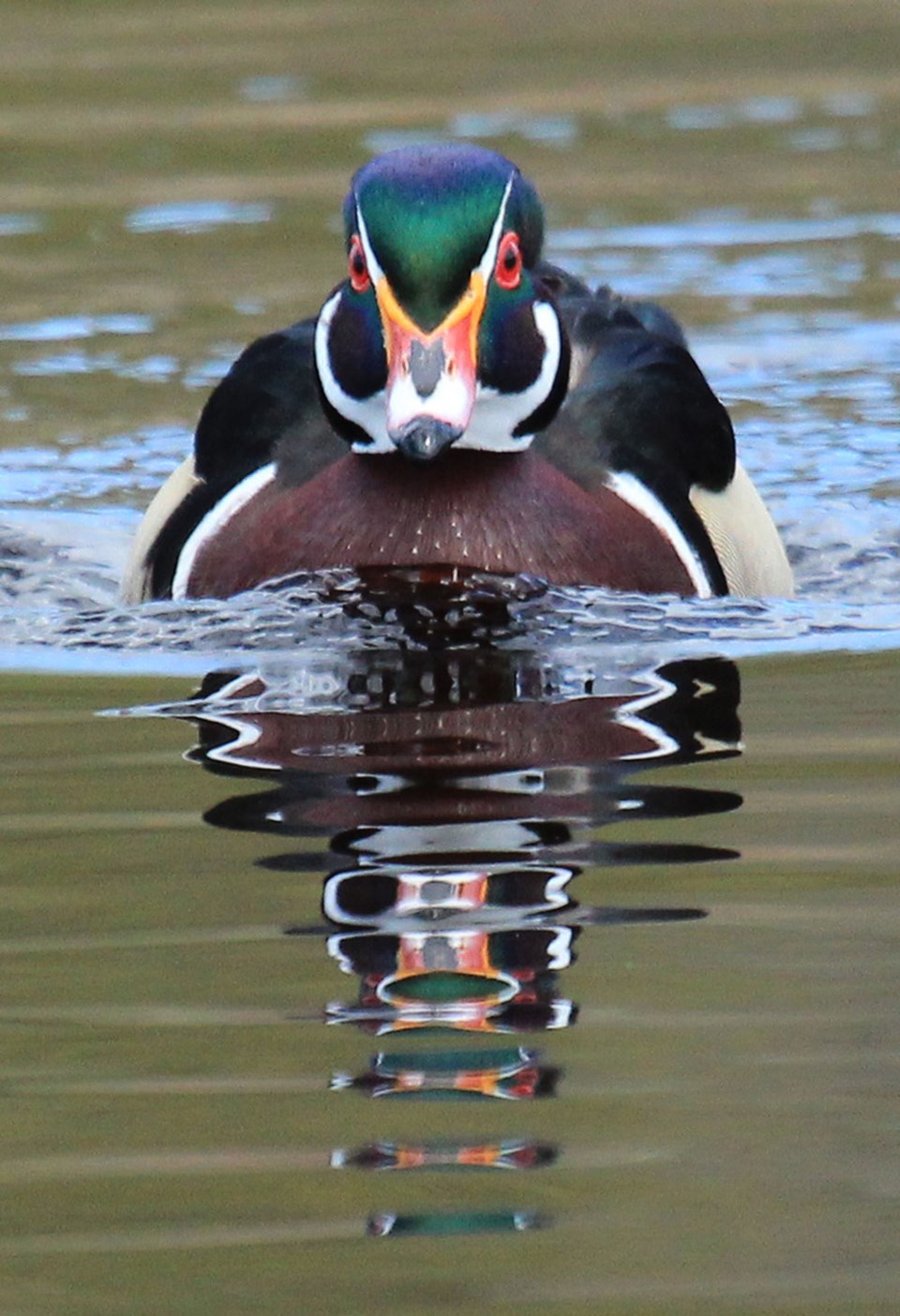 wood duck, tamara sale