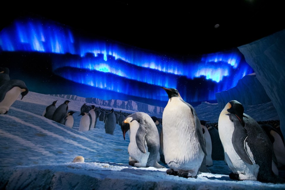 The Race to the End of the Earth exhibit at the Royal B.C. Museum features fan-favourite penguins with Aurora Australis in the background.