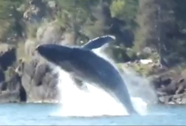 Breaching whale