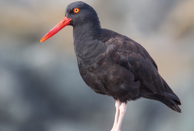 oystercatcher