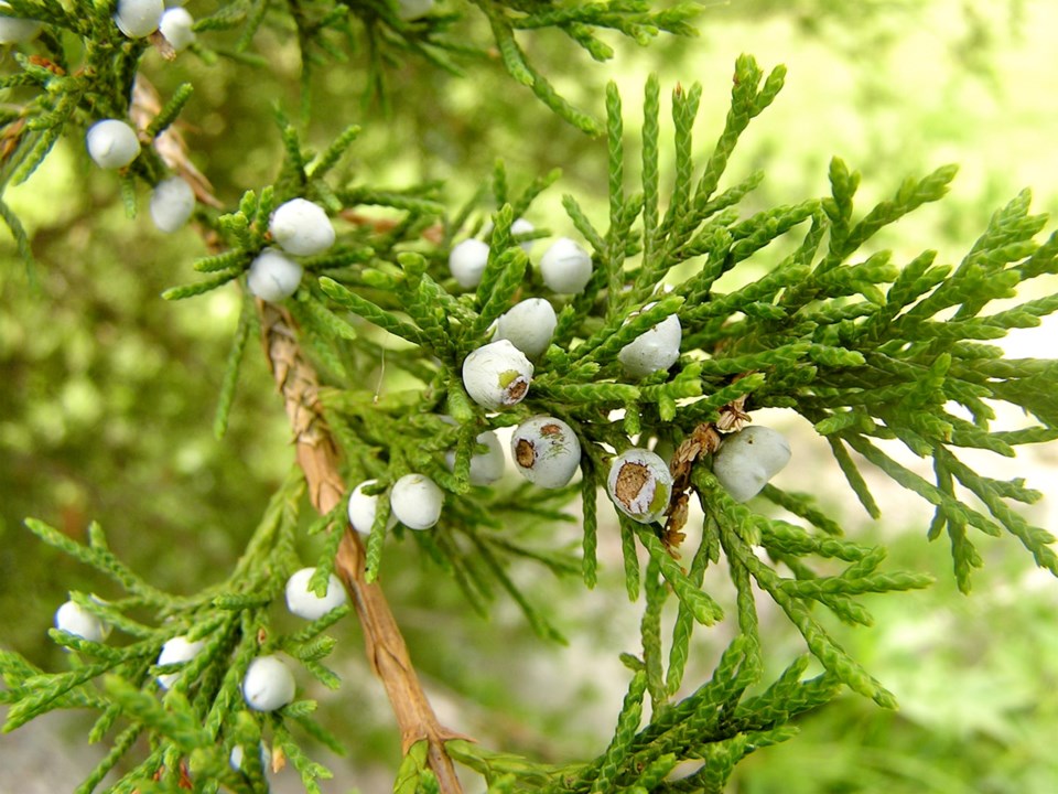 Juniper plants