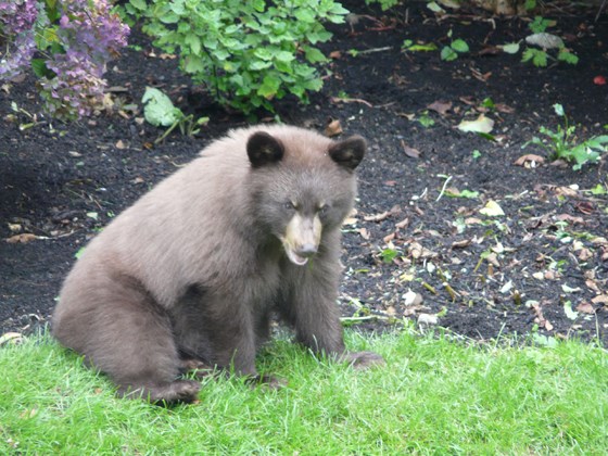 A mother bear and two cubs ambled down to Ambleside to eat some fallen apples. The North Shore Black Bear Society is asking residents to keep their yards free of attractants.
