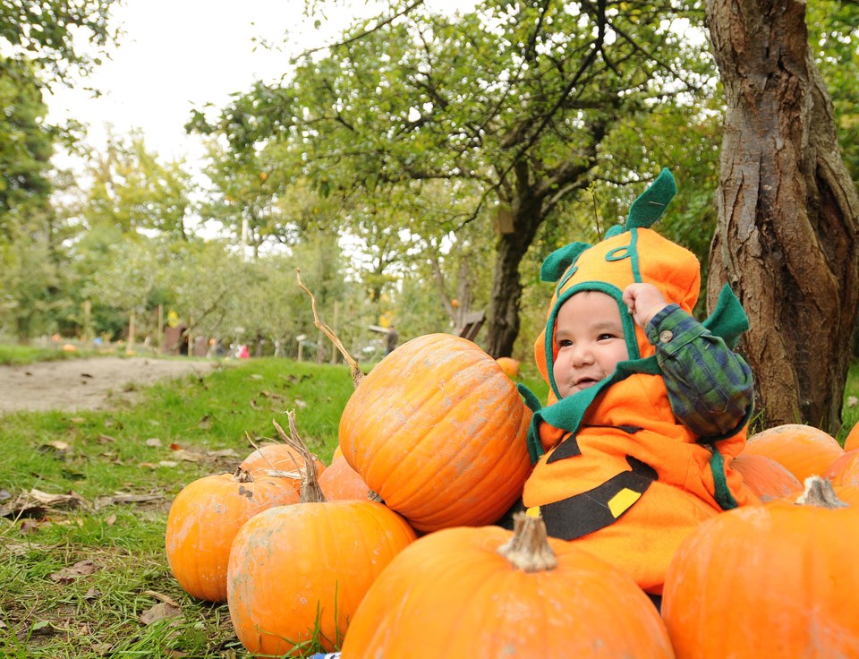 Southlands Farm Pumpkin Patch