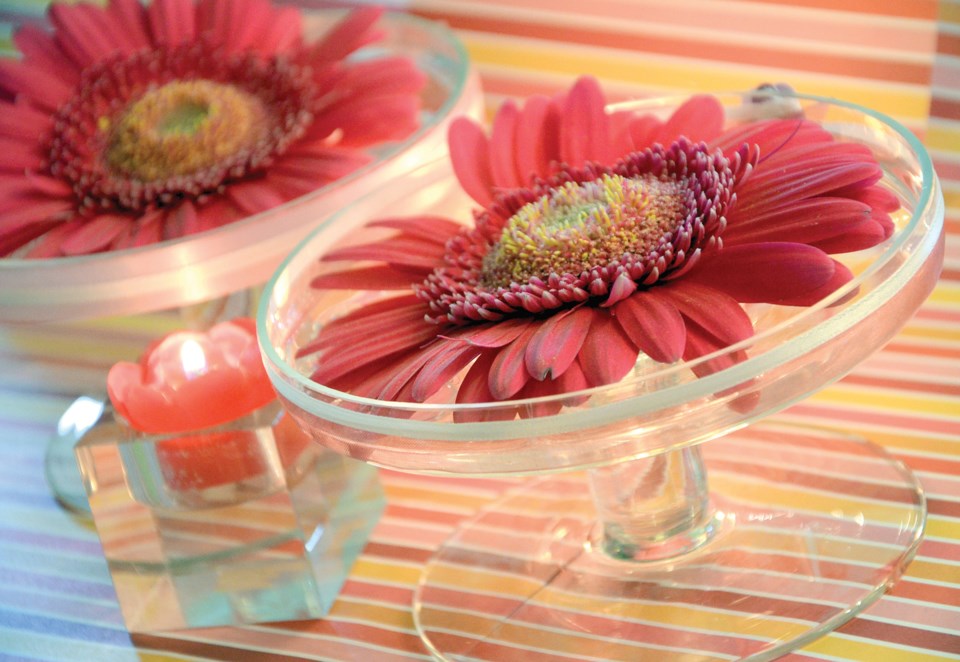 gerbera daisies