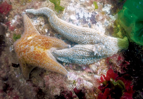 Dying sea stars