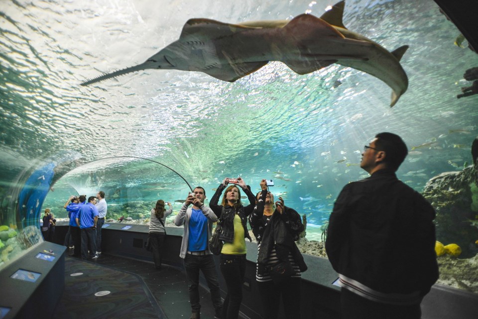 Visitors get up close to sharks, sawfish, sea turtles and more in the 97-metre-long underwater viewing tunnel at Ripley's Aquarium of Canada, Wednesday in Toronto.