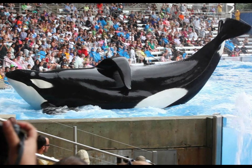 The documentary Blackfish opens with horrifying video footage of Tilikum, above, dragging experienced SeaWorld trainer Dawn Brancheau to her death in 2010. Here, the orca is pictured in a marine show at SeaWorld Orlando.