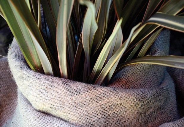 Winterizing plants