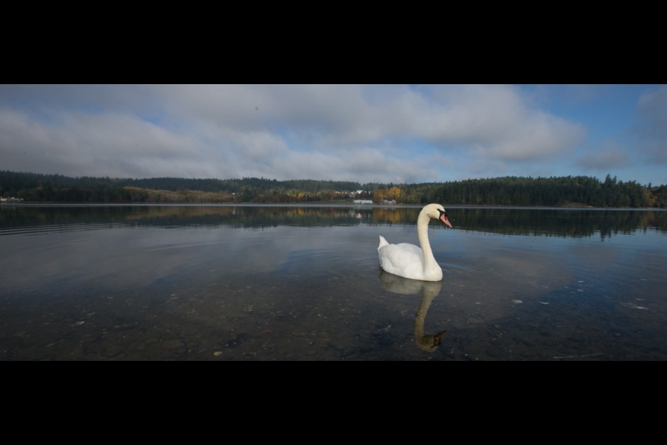 A swan swims in Esquimalt Lagoon, a favourite spot for birdwatchers and one of B.C.'s seven federal migratory bird sanctuaries.