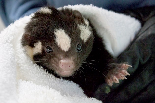 The Wildlife Rescue Association is now caring for a rare spotted skunk found stuck in a West Vancouver rat trap. The species hasn't been spotted in the Lower Mainland in 30 years.