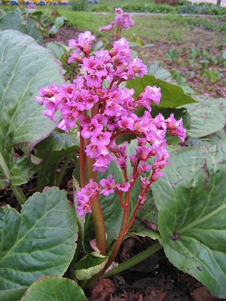 bergenia