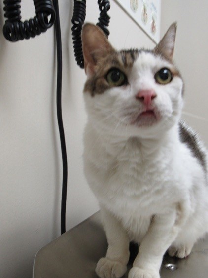 pets 1109