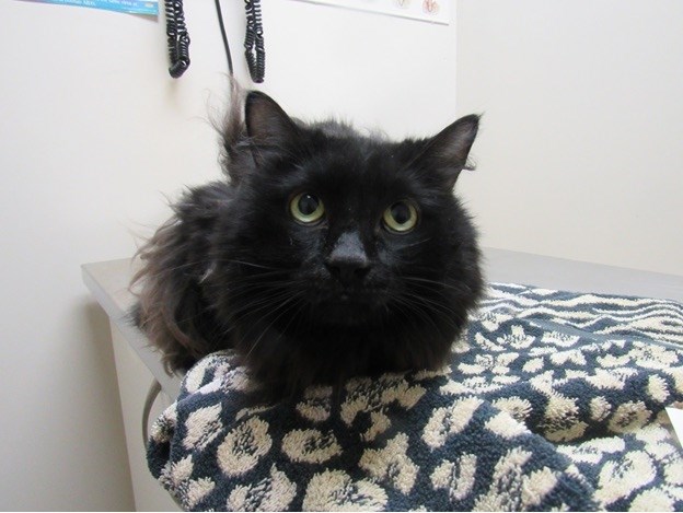 pets 1109