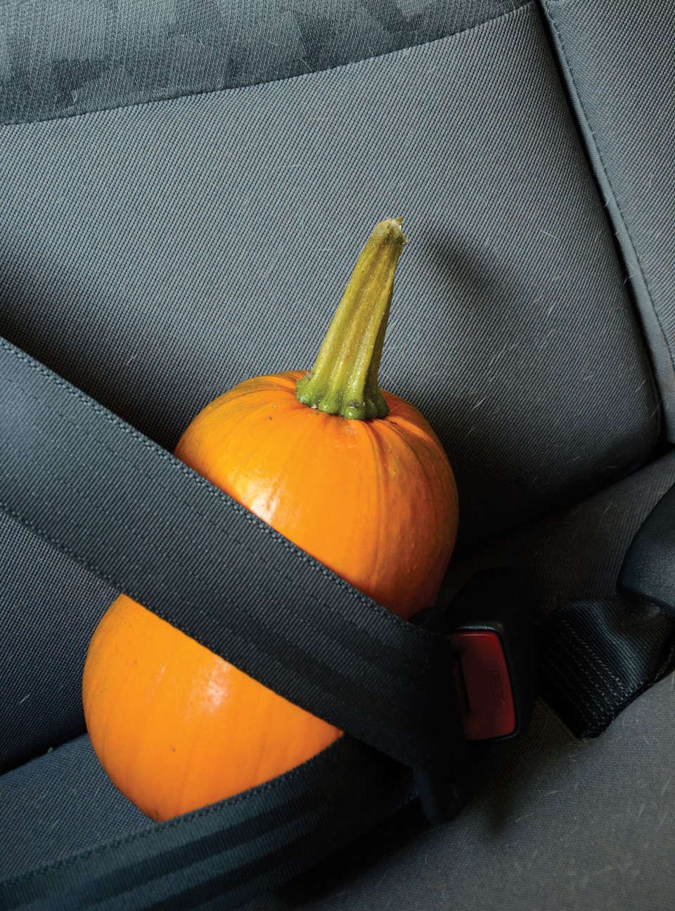 back seat bickering